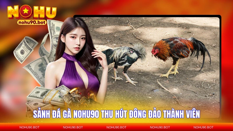 Sảnh đá gà NOHU90 thu hút đông đảo thành viên